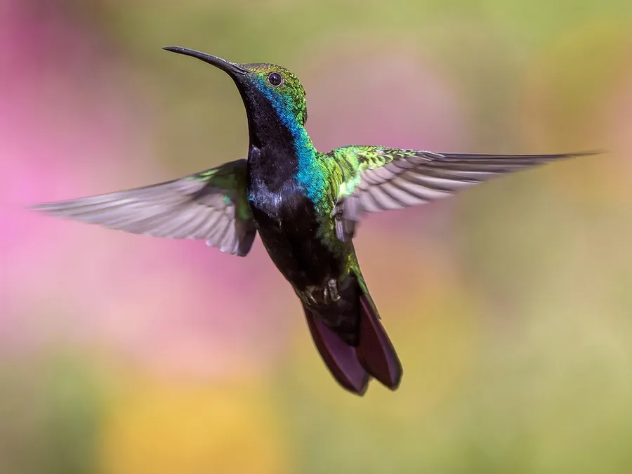 Beija-flor em voo diante de um fundo desfocado com flores