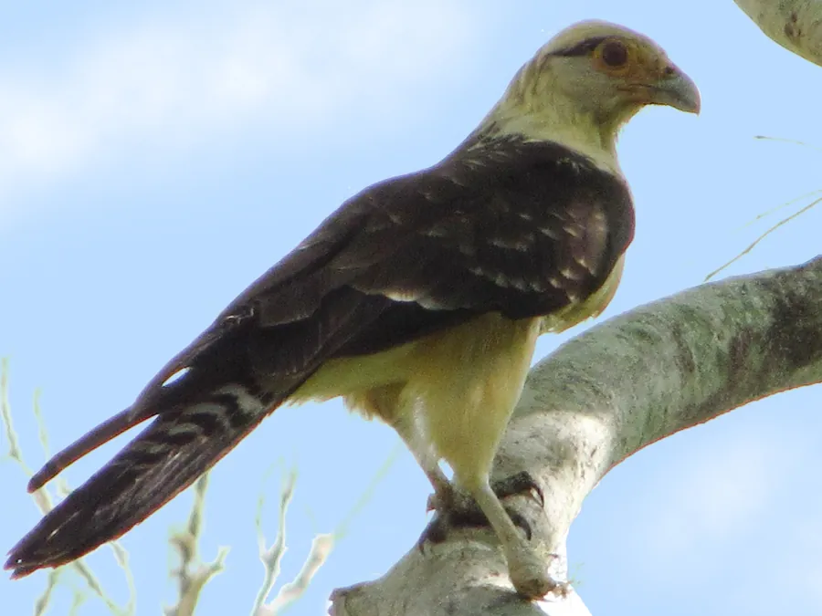 Carrapateiro sobre uma árvore