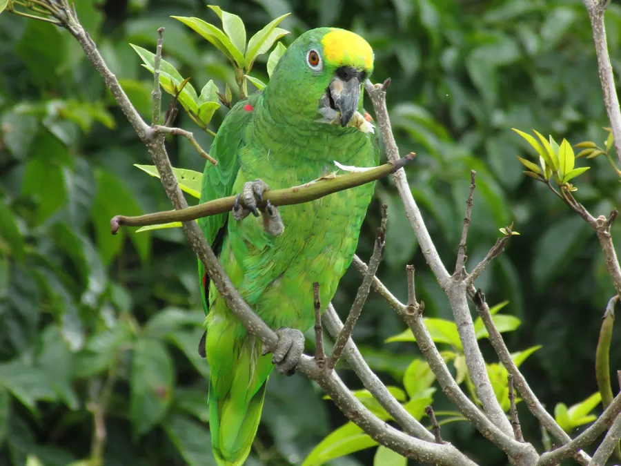 Papagaio verde sobre um galho