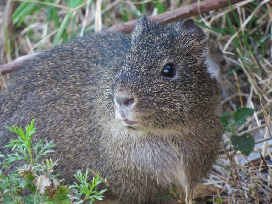 Preá silvestre entre capim e vegetação baixa