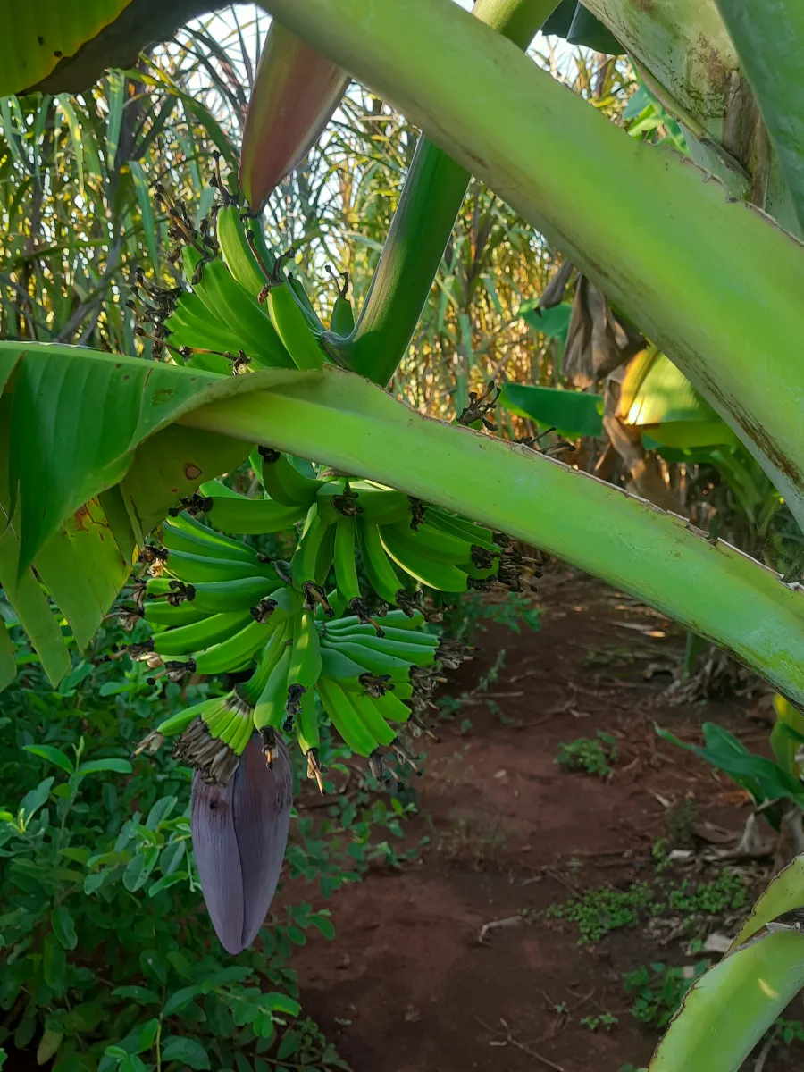Plátano