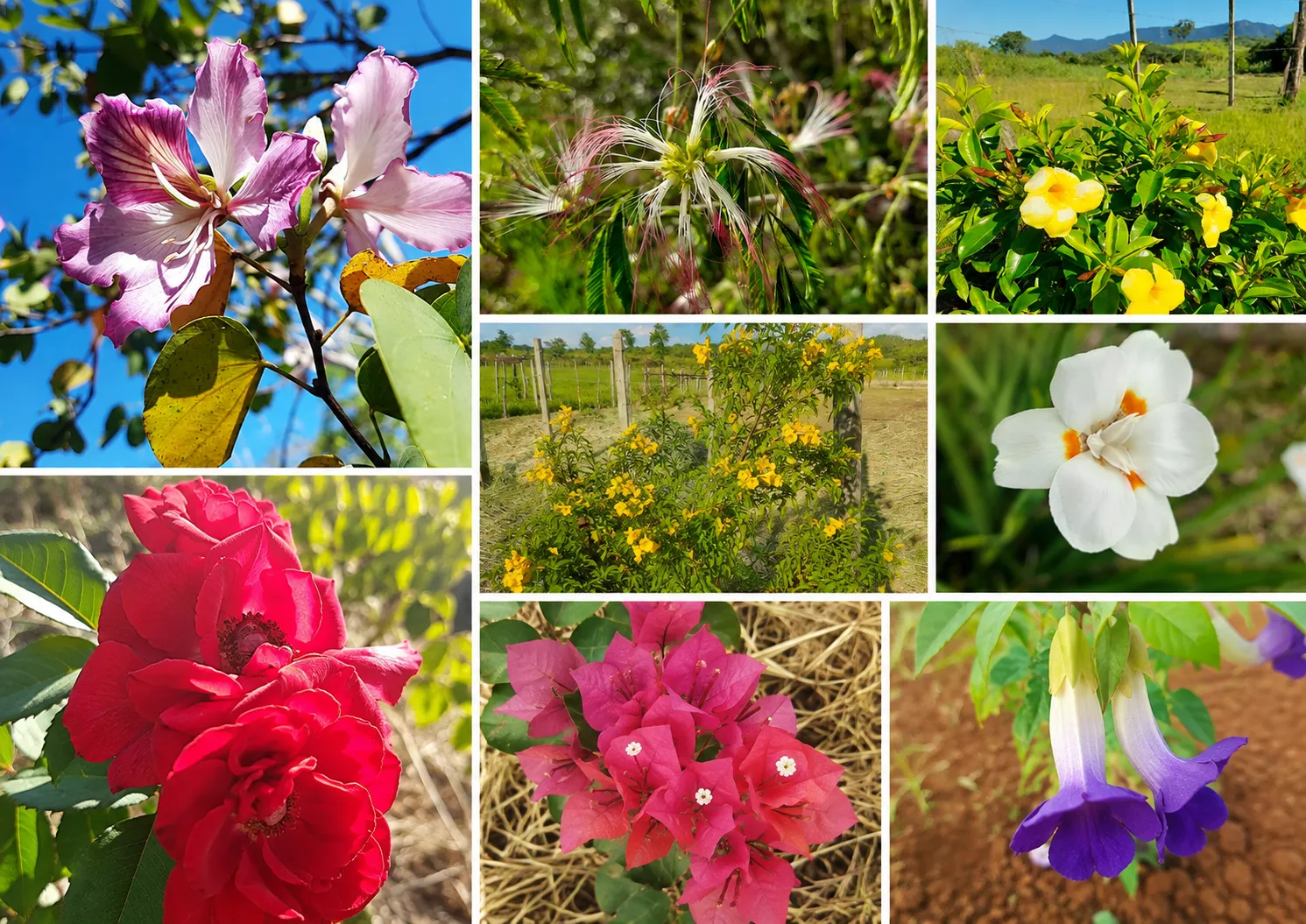 Collage de flores y plantas ornamentales de la Granja del Sol