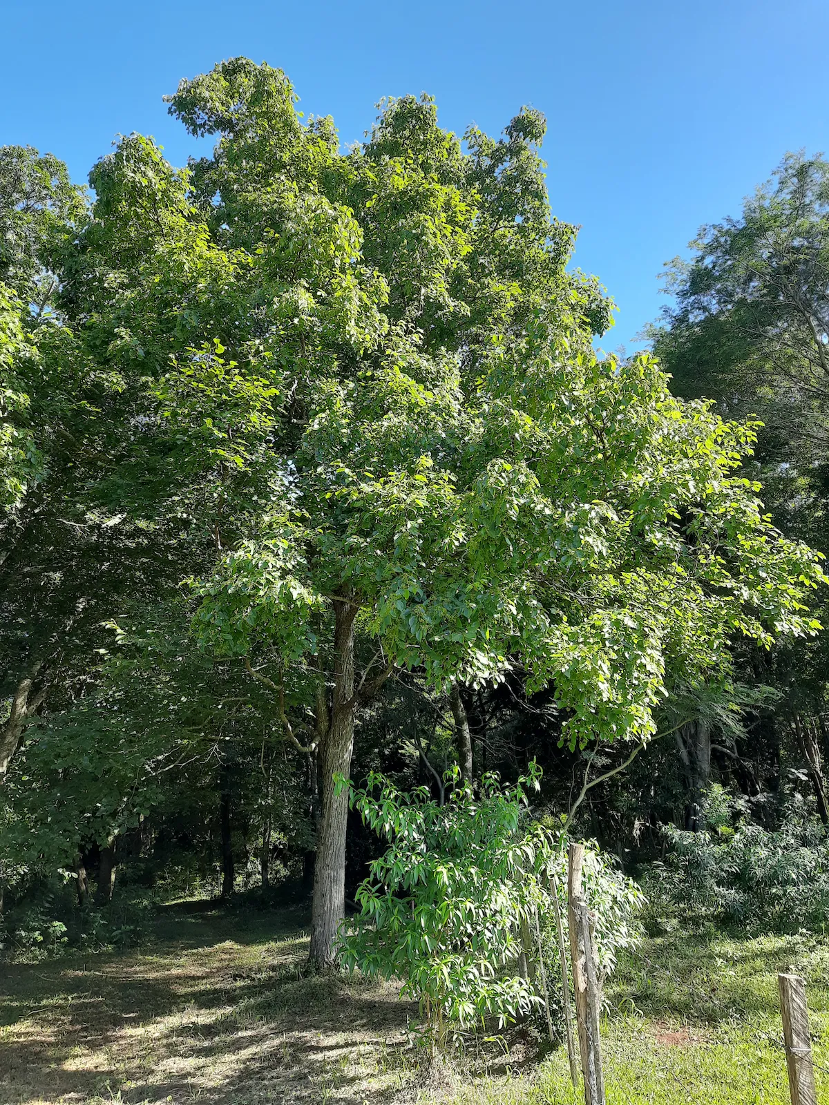 Gran árbol de Hovenia en la entrada a la zona boscosa de la propiedad