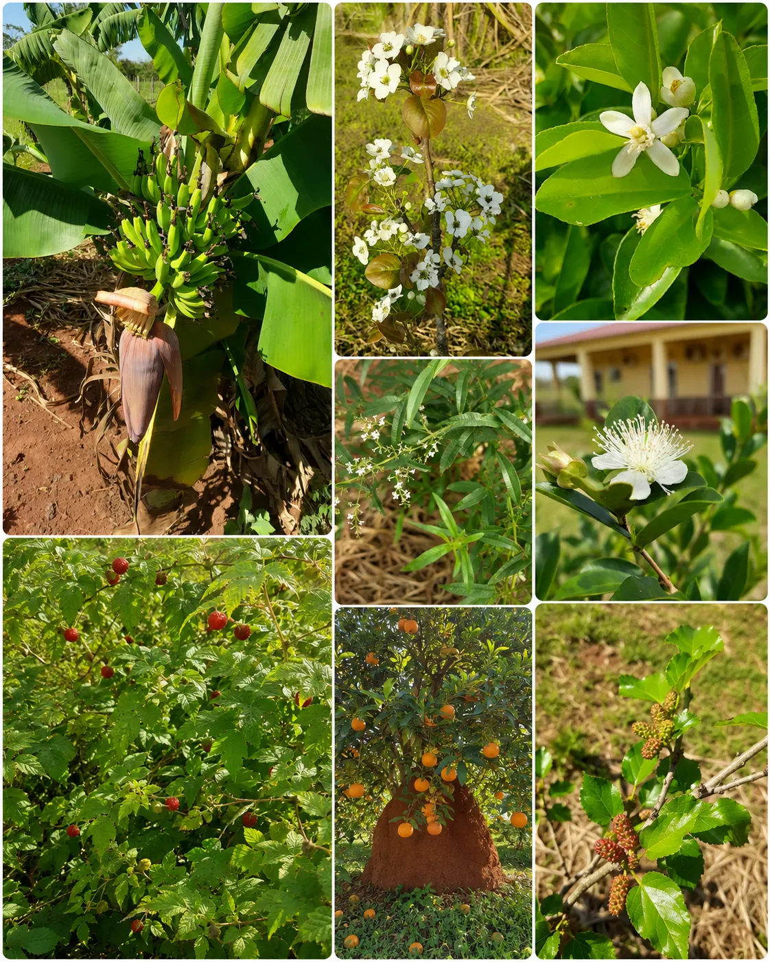 Collage de árboles frutales, frutos rojos y otras plantas productivas de la Granja del Sol