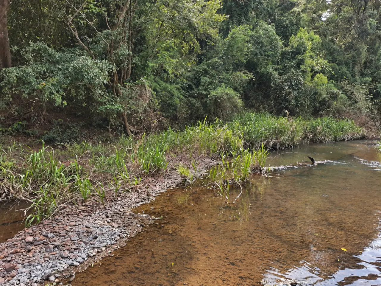 Acceso natural al Río Pirapó con aguas poco profundas, orilla de piedras y bosque denso