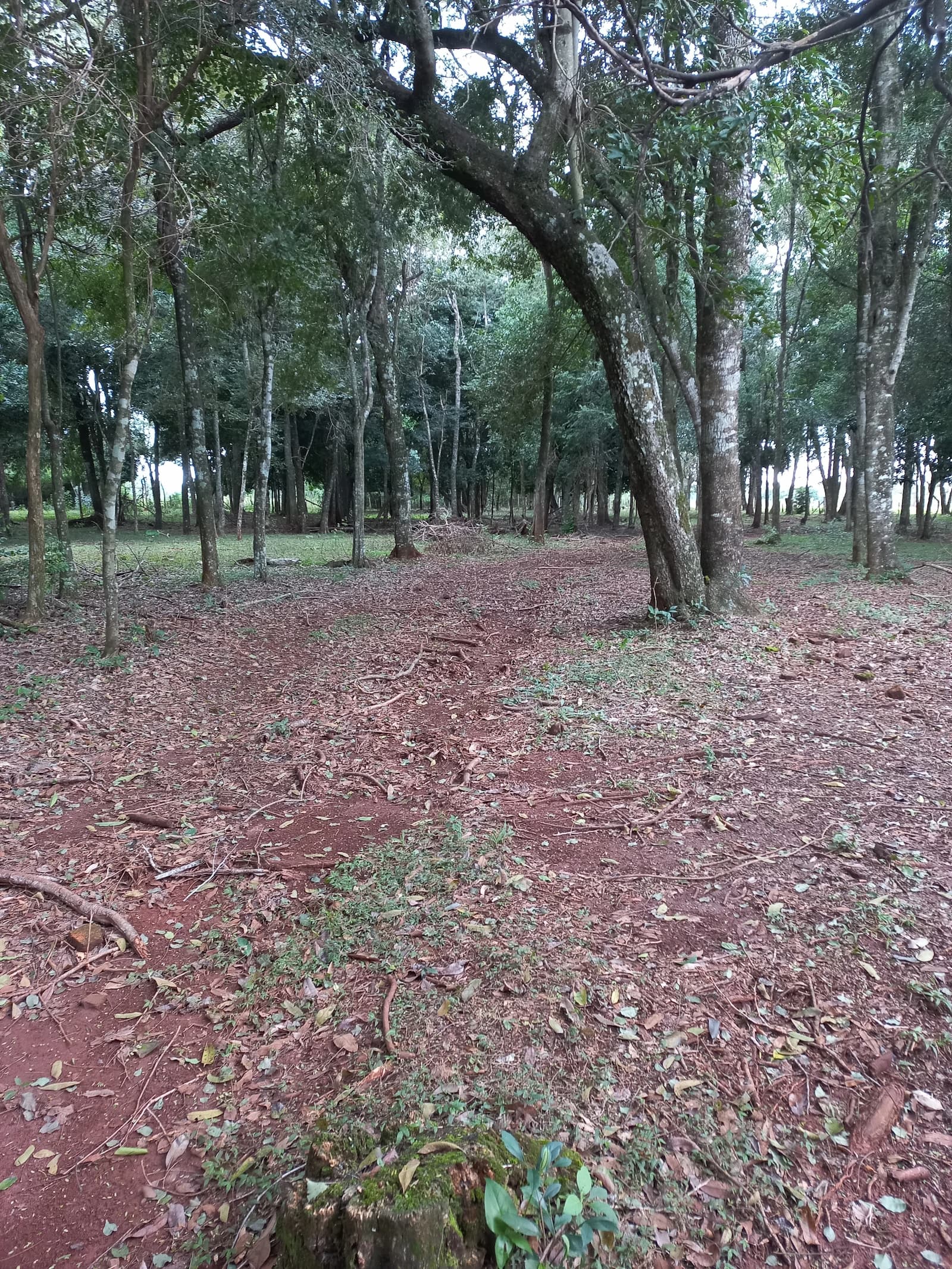 Vista del bosque conservado en estado natural dentro de la propiedad